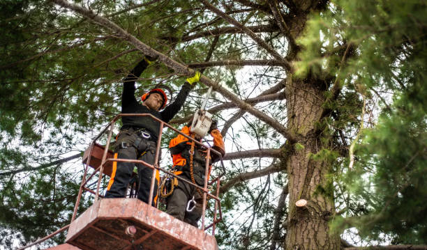 istock Arborist men with chainsaw and lifting platform cutting a tree. 1187419746