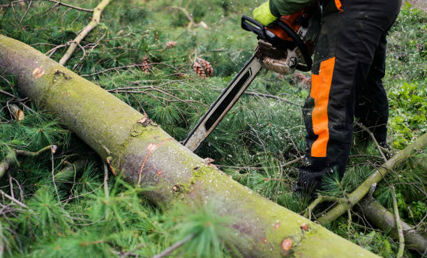 istock Close-up of lumberjack with chainsaw cutting a tree, midsection. 1187419801