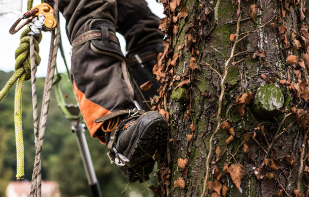 Midsection of legs of arborist man with harness cutting a tree, climbing. A midsection of legs of arborist man with harness cutting a tree, climbing. chainsaw lumberjack lumber industry manual worker stock pictures, royalty-free photos & images