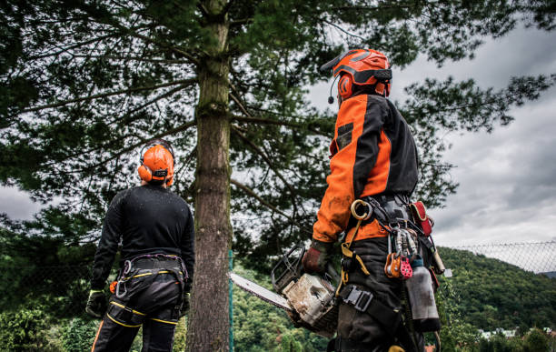 vista traseira de homens do arborist com serra de cadeia que corta uma árvore, planeando. - arboriculturist - fotografias e filmes do acervo