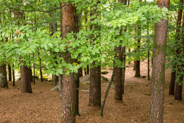 Green forest in Peneda-Geres National Park, Portugal