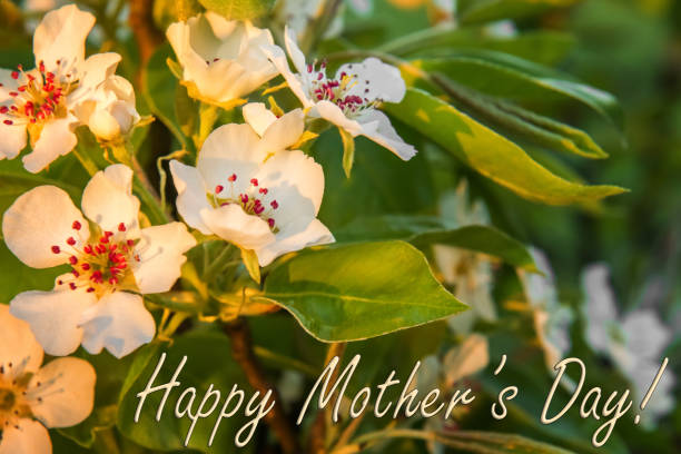 istock Mother’s Day greeting card with pear in bloom 1187420580