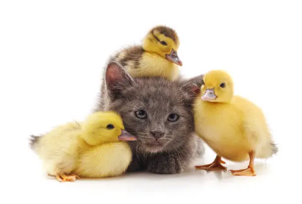 Photo of Kitten and ducklings.