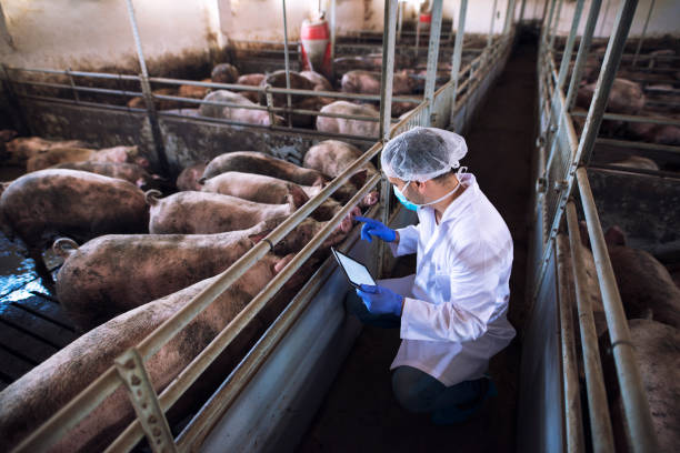 istock Veterinarian at pig farm. 1187421354