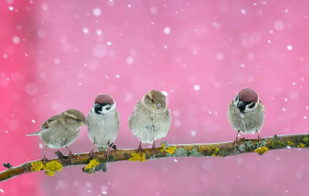Photo of holiday card with four little funny Sparrow birds sitting in winter festive new year Park under snowfall