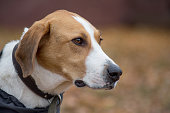 Portrait of cute russian hound close up. Pet animals.