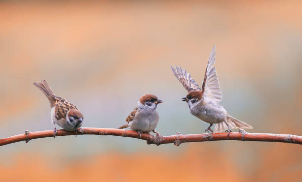 little  birds sparrows sitting on a tree branch in a Sunny clear Park and waving their wings pugnacious little  birds sparrows sitting on a tree branch in a Sunny clear Park and waving their wings sparrow photos stock pictures, royalty-free photos & images