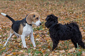 Cute miniature schnauzer puppy and beagle puppy are playing in the autumn park. Pet animals.