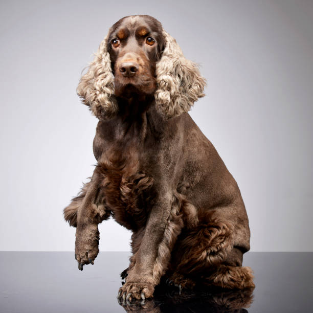 istock Studio shot of an adorable English Cocker Spaniel 1187421645