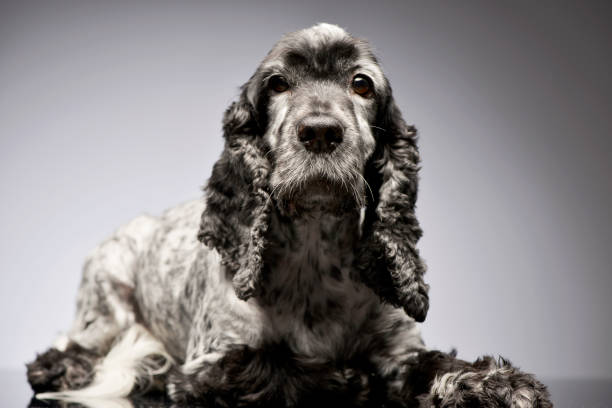 istock Studio shot of an adorable English Cocker Spaniel 1187421710