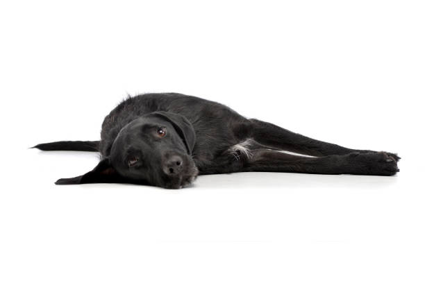 istock Studio shot of an adorable mixed breed dog 1187421762