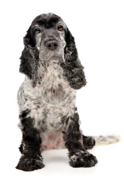 istock Studio shot of an adorable English Cocker Spaniel 1187421789