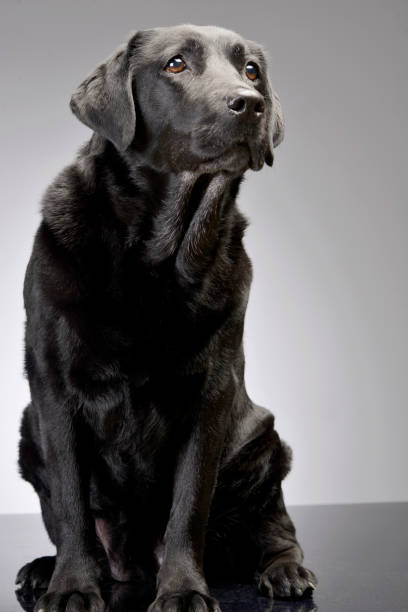istock Studio shot of an adorable Labrador retriever 1187421838