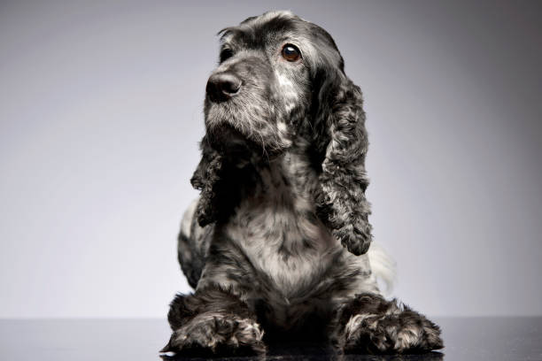 istock Studio shot of an adorable English Cocker Spaniel 1187421915