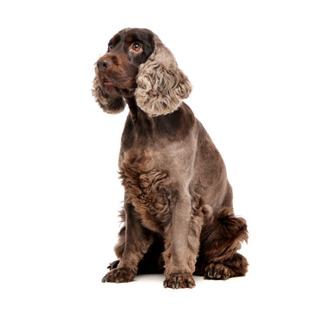 istock Studio shot of an adorable English Cocker Spaniel 1187421977