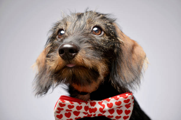 istock An adorable Dachshund wearing bow tie 1187421993