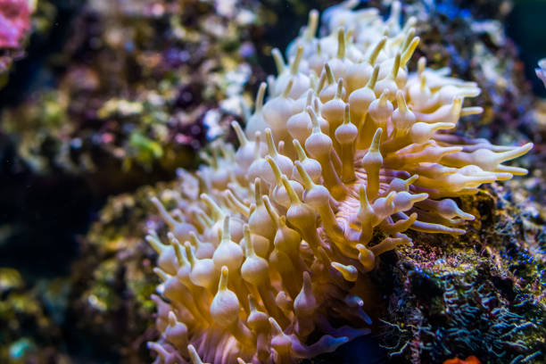 nahaufnahme einer zwiebel tentakel seeanemone, beliebte wirbellose art aus dem indo-pazifischen ozean, meereslebewesen hintergrund - tentacled sea anemone stock-fotos und bilder