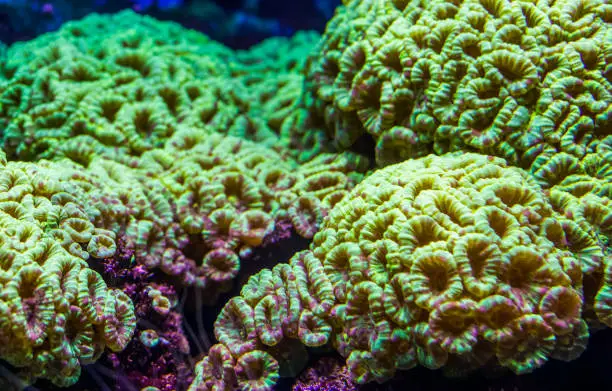 Photo of closeup of large flower corals, stony coral specie from the caribbean sea, marine life background