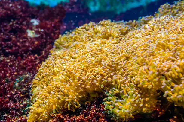 Photo of euphyllia sea anemone bed, stony coral specie, popular aquarium pet in aquaculture, marine life background