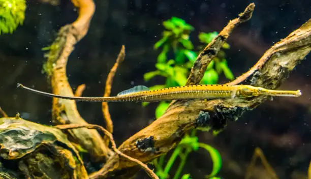 Photo of Asian longsnouted river pipefish in closeup, tropical fish specie from the rivers of Asia
