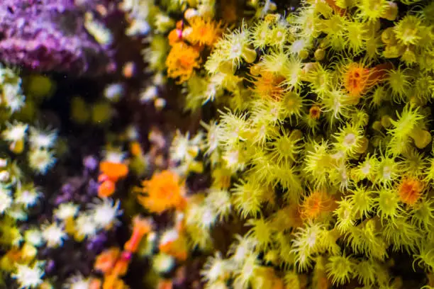 Photo of macro closeup of a colorful sea bed of zoantharia sea anemones, marine life background