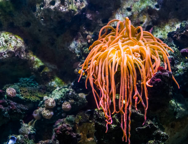 nahaufnahme einer orangefarbenen tentakel-seeanemone, tropische wirbellose art, lebende blumen des meeres - tentacled sea anemone stock-fotos und bilder