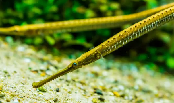 Photo of closeup of the face of a asian longsnouted river pipefish, tropical fish specie from the rivers of Asia