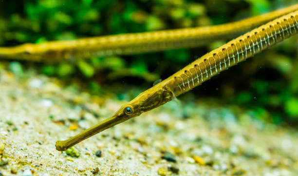 closeup of the face of a asian longsnouted river pipefish, tropical fish specie from the rivers of asia - snouted imagens e fotografias de stock