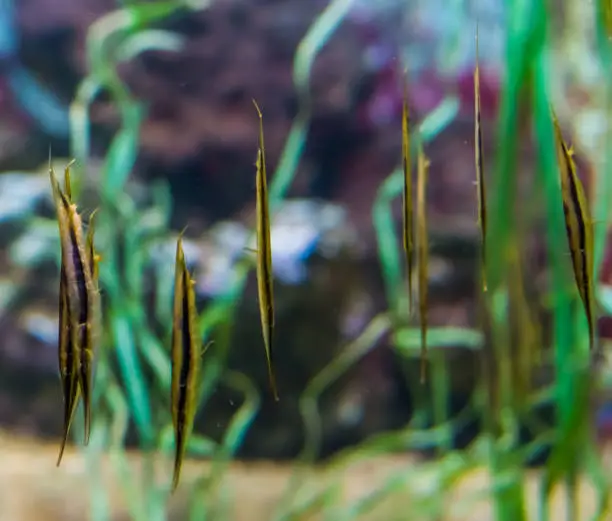 Photo of group of razorfish swimming together, popular aquarium pets from the Indo-pacific ocean