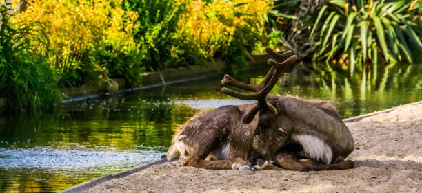 Photo of closeup portrait of a reindeer sitting at the waterside, vulnerable animal specie from America