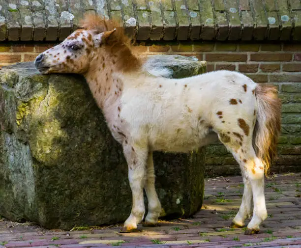 Photo of closeup portrait of a cute small white shetland pony, popular animal specie