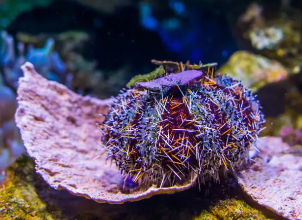 Photo of closeup of a pacific red pincushion urchin, popular tropical pet from hawaii