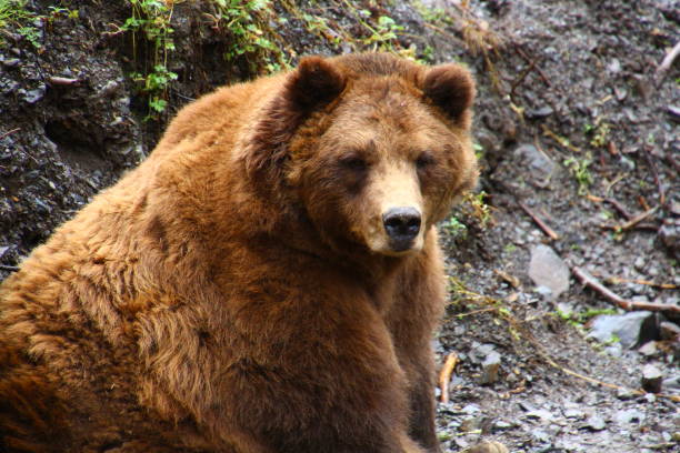 grizzly-alaska - sitka foto e immagini stock
