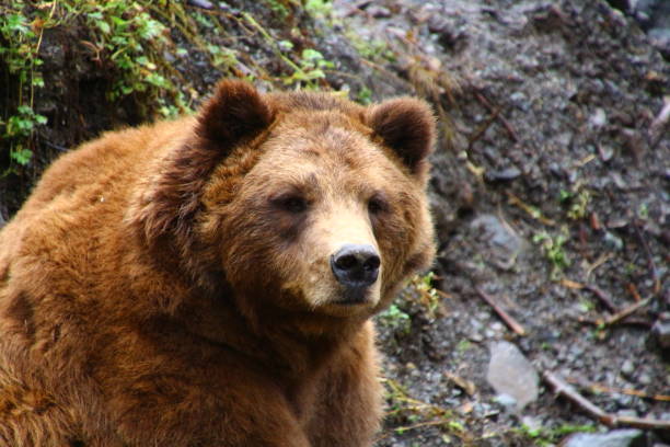 grizzly-alaska - sitka imagens e fotografias de stock
