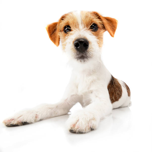 istock Studio shot of an adorable Jack Russell Terrier 1187424564