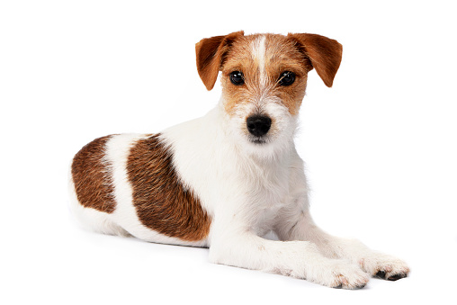 Studio shot of an adorable Jack Russell Terrier lying on white background.
