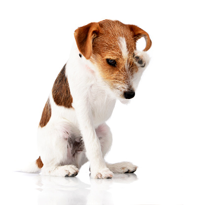 An adorable Jack Russell Terrier scratching her head - studio shot, isolated on white.