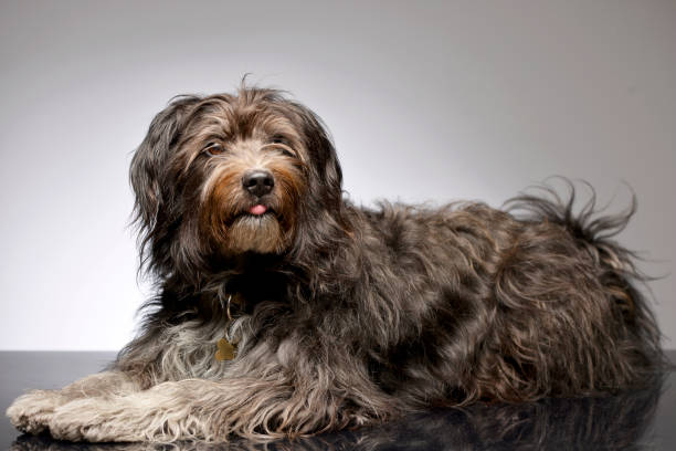 istock Studio shot of an adorable mixed breed dog 1187425130