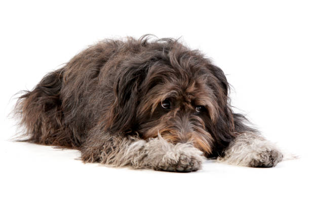 istock Studio shot of an adorable mixed breed dog 1187425133