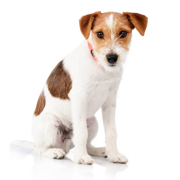 istock Studio shot of an adorable Jack Russell Terrier 1187425149