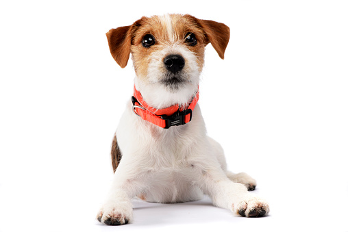 Studio shot of an adorable Jack Russell Terrier lying on white background.