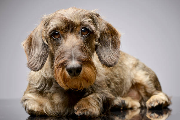 istock Studio shot of an adorable Dachshund 1187425173