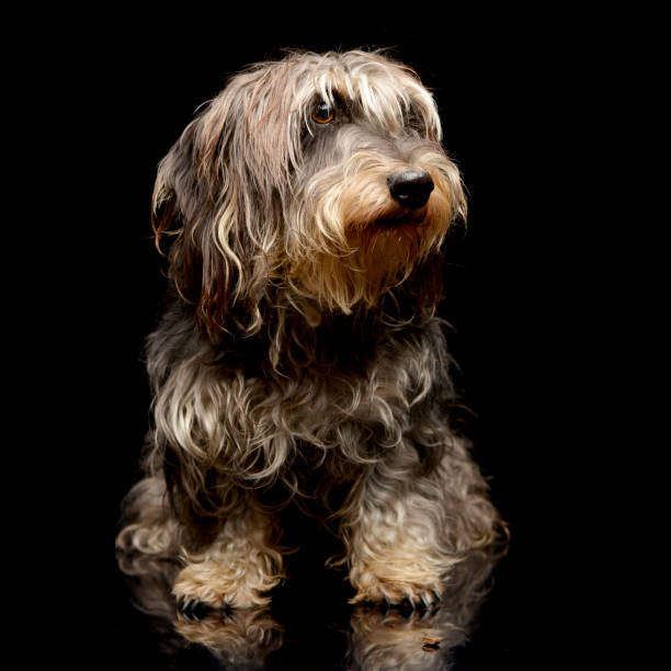 istock Studio shot of an adorable Dachshund 1187425220