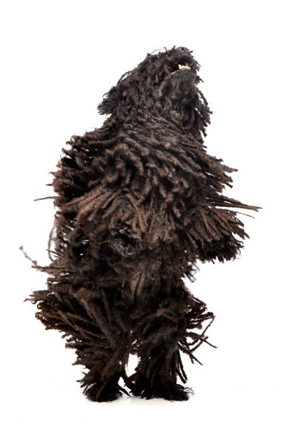 istock An adorable Puli standing on two legs 1187425227