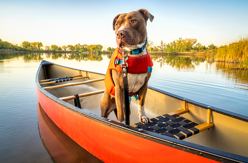 pit bull  dog in a life jacket in a red canoe on a calm lake in Colorado in fall scenery, recreation with your pet concept