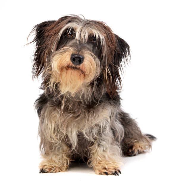 istock Studio shot of an adorable Dachshund 1187425295