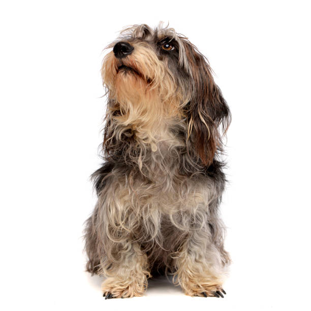 istock Studio shot of an adorable Dachshund 1187425314