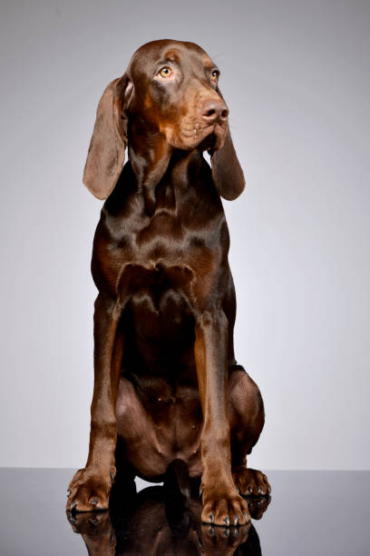 istock Studio shot of an adorable German pointer 1187425316