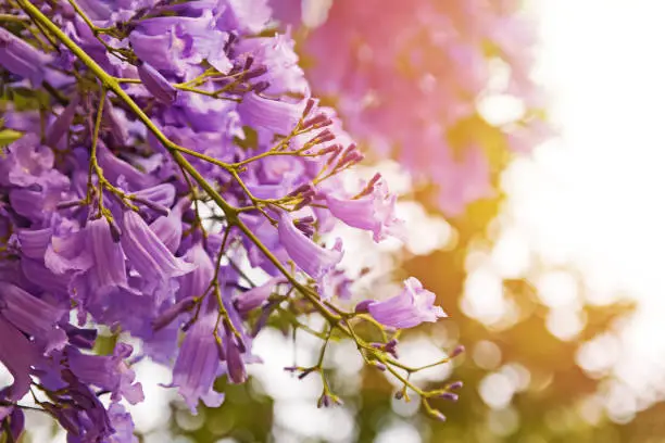 Beautiful jacaranda tree with purple flowers close-up