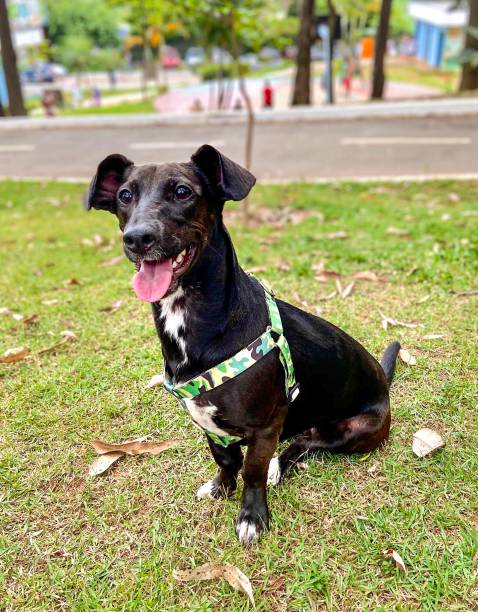 istock Happy dog on park 1187425482